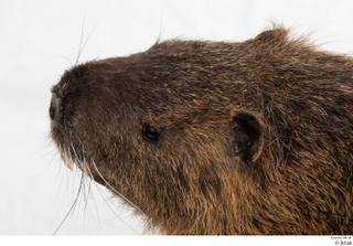 Nutria head 0013.jpg